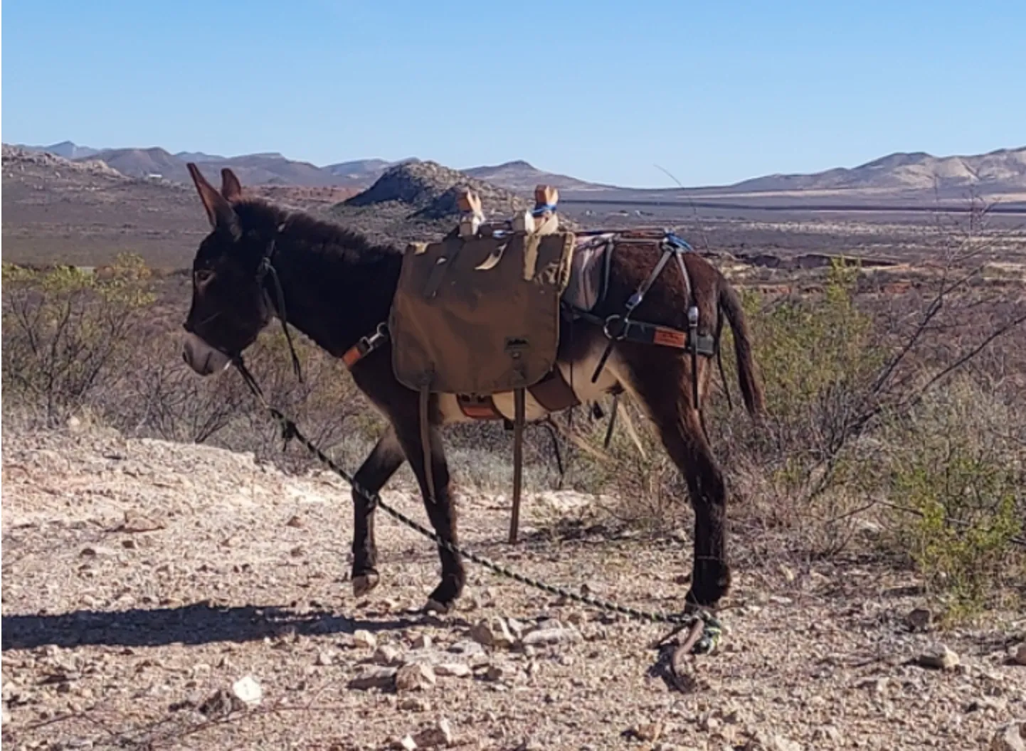 Burro Hunting Pannier - (Set of 2 pannier)
